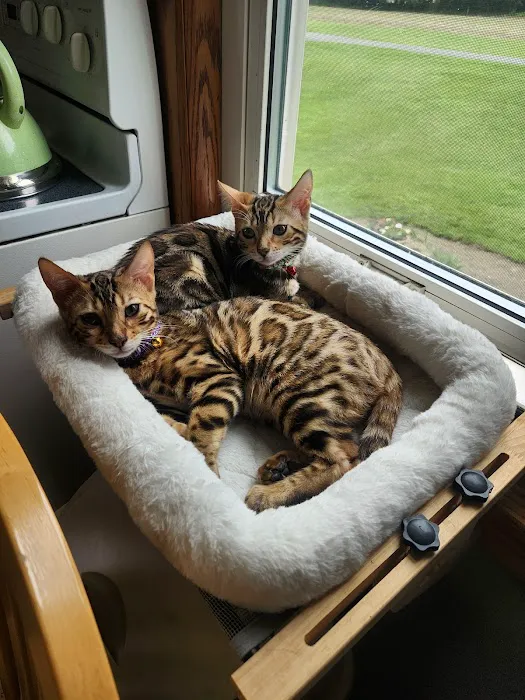 Kings Dynasty Bengals Picture 4
