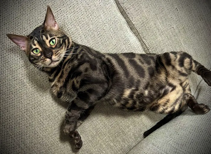 Kings Dynasty Bengals Picture 5