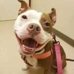 New Holland Veterinary Hospital LLC