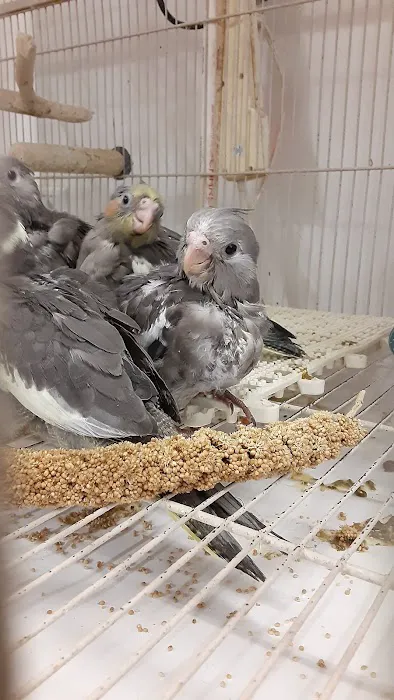 M & D Bird Farm Exotics & Aquatics Picture 6
