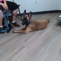 Pine Creek Animal Hospital ico