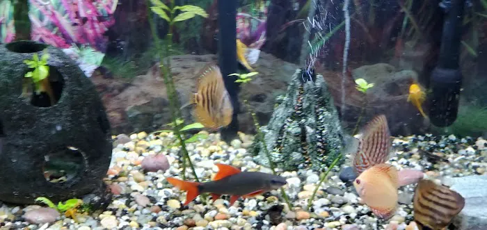 Discus Hans USA Picture 3