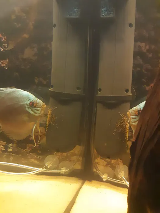 Discus Hans USA Picture 4