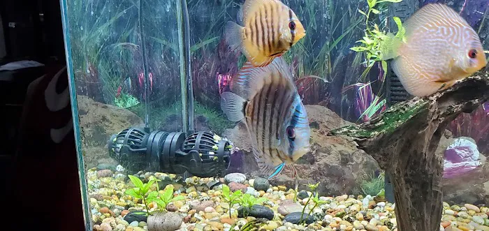Discus Hans USA Picture 6