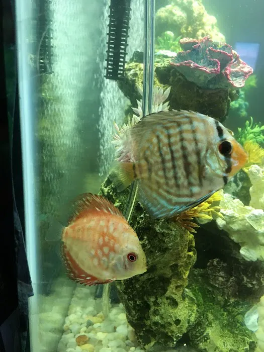 Discus Hans USA Picture 9