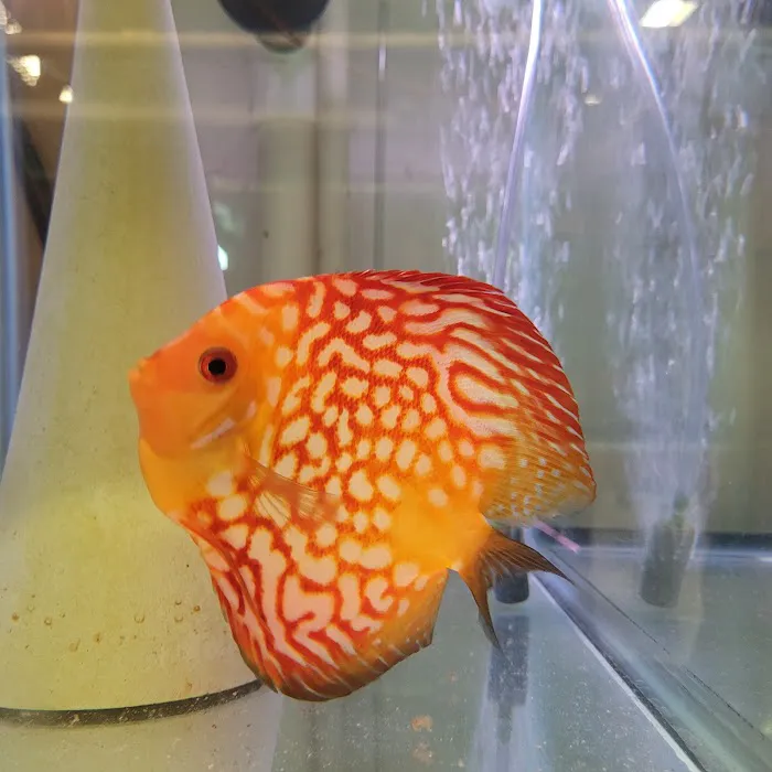 Discus Hans USA Picture 7