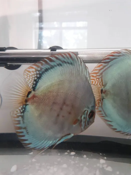 Discus Hans USA Picture 10