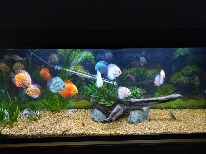 Discus Hans USA Picture 8