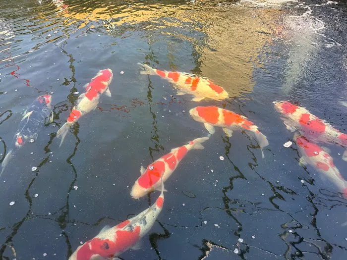 Miyabi Koi Farm Ltd. Picture 1
