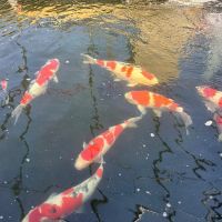 Miyabi Koi Farm Ltd. ico