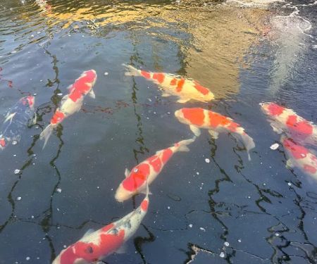 Miyabi Koi Farm Ltd.