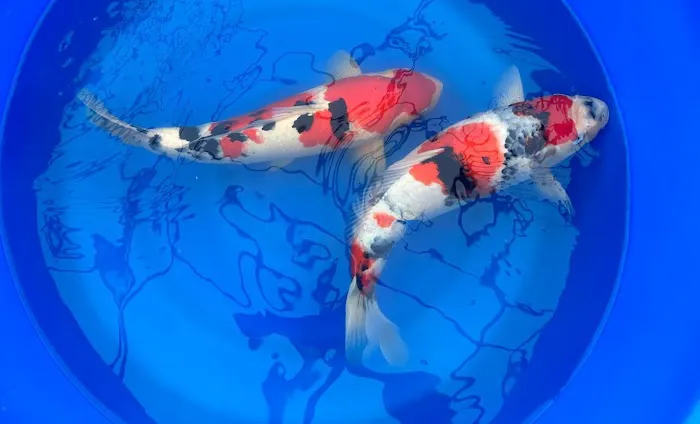 Miyabi Koi Farm Ltd. Picture 2