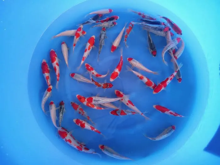 Miyabi Koi Farm Ltd. Picture 4