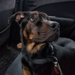 Atglen Veterinary Hospital: Clark Karen DVM