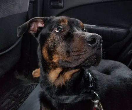 Atglen Veterinary Hospital: Clark Karen DVM