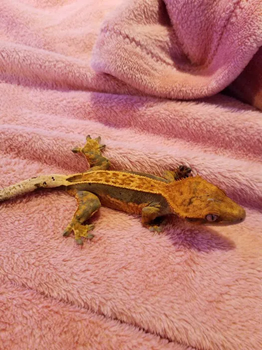Crested life Picture 4
