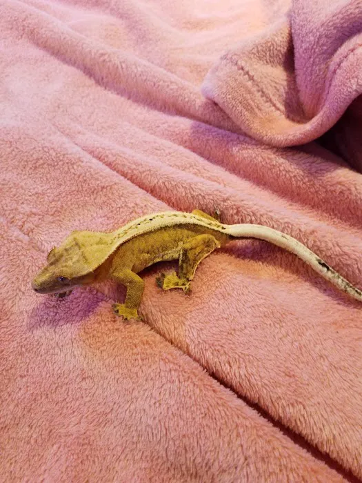 Crested life Picture 3
