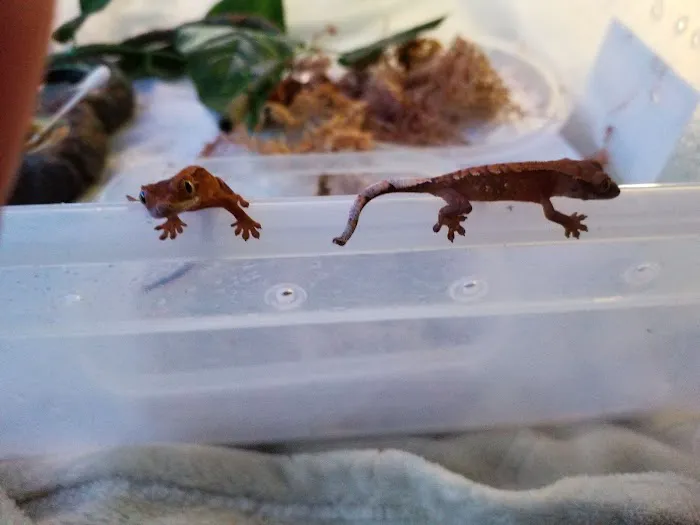 Crested life Picture 5