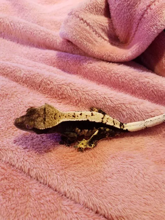 Crested life Picture 7