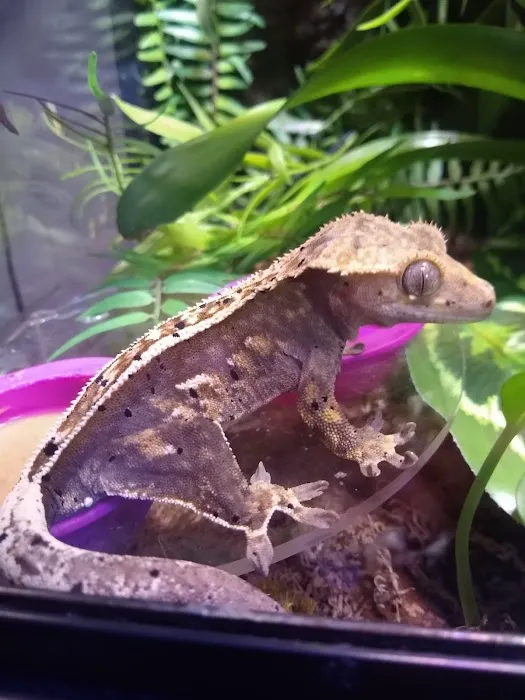 Crested life Picture 8