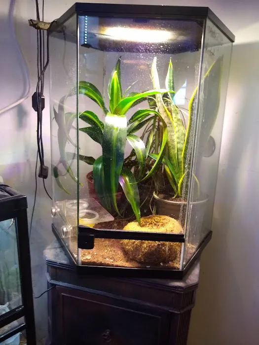 Crested life Picture 6