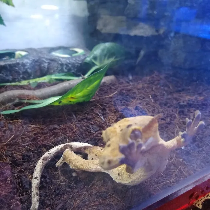 Crested life Picture 9