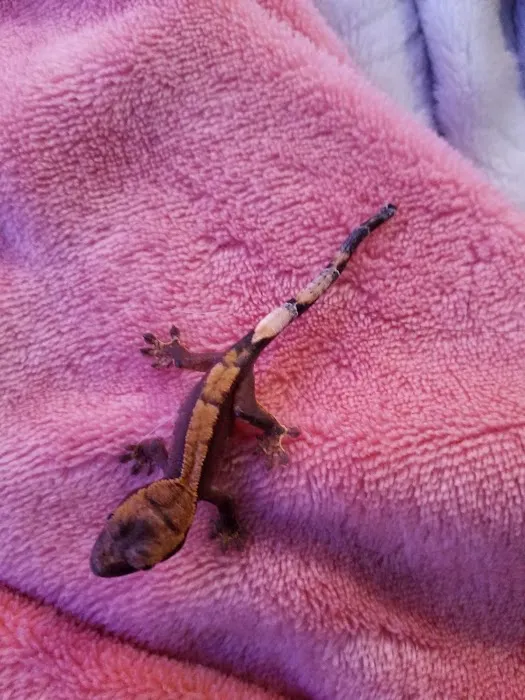 Crested life Picture 10