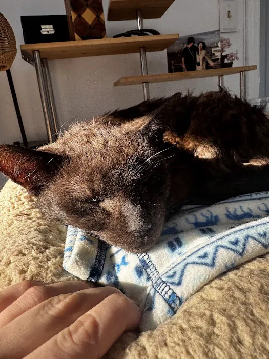 Dr. Craig Little/ Tender Comforts in home Pet Euthanasia Picture 1