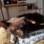Dr. Craig Little/ Tender Comforts in home Pet Euthanasia