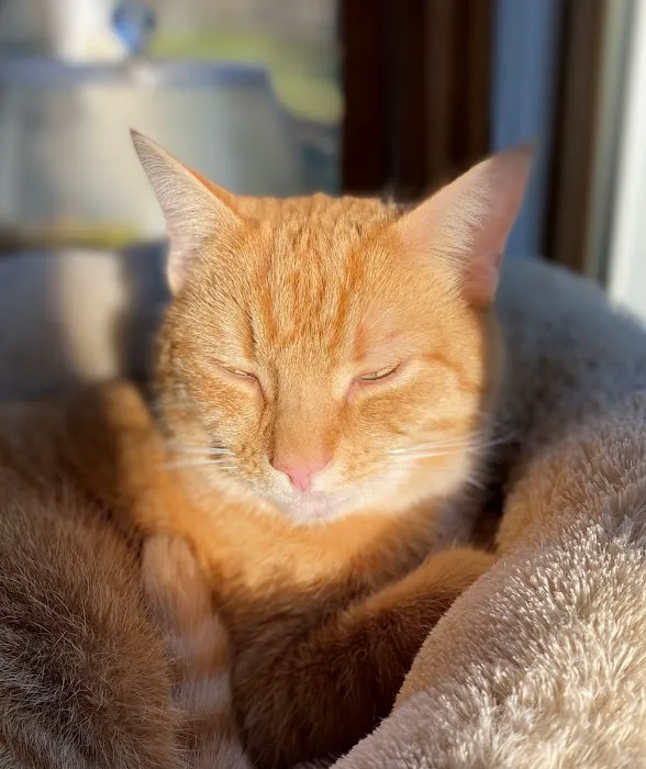 Dr. Craig Little/ Tender Comforts in home Pet Euthanasia Picture 2