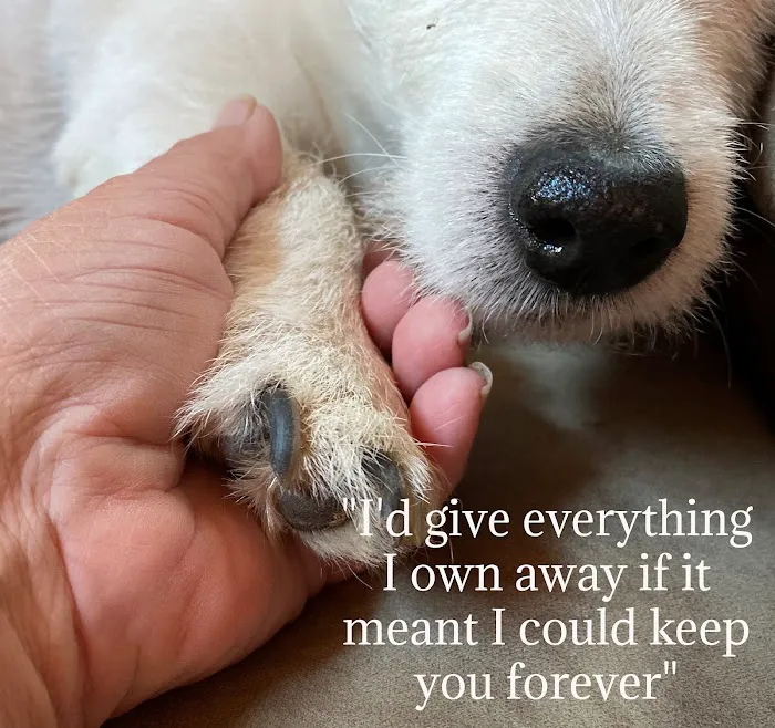 Dr. Craig Little/ Tender Comforts in home Pet Euthanasia Picture 8