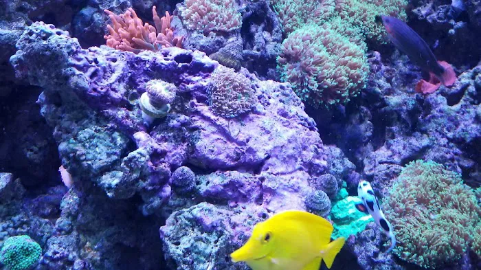 Fish Geeks aquarium maintenance Picture 2