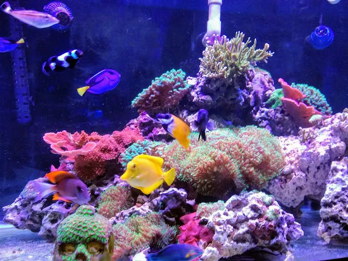 Fish Geeks aquarium maintenance Picture 7