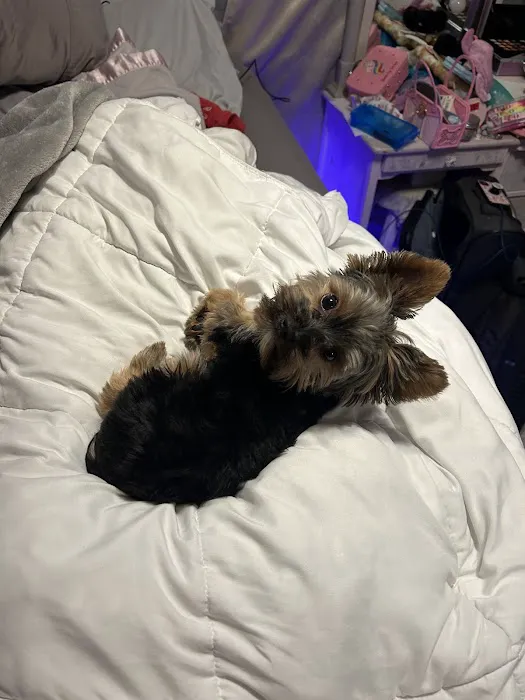 Yorkielegacy Picture 1