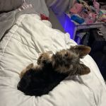 Yorkielegacy