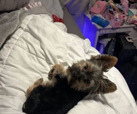 Yorkielegacy