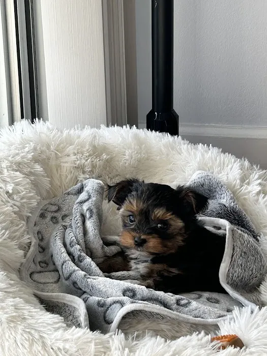 Yorkielegacy Picture 3