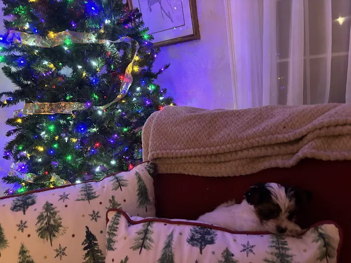 Yorkielegacy Picture 2