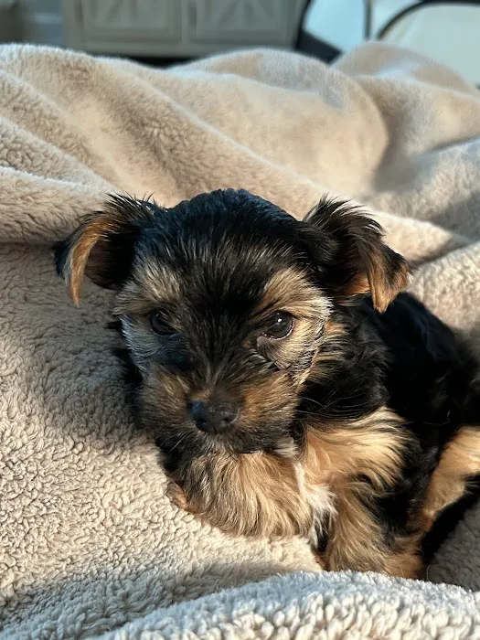 Yorkielegacy Picture 4
