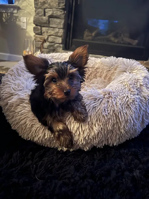 Yorkielegacy Picture 6