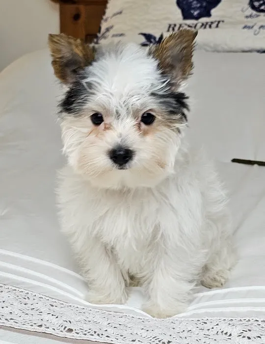Yorkielegacy Picture 7