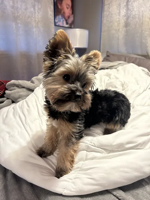 Yorkielegacy Picture 5