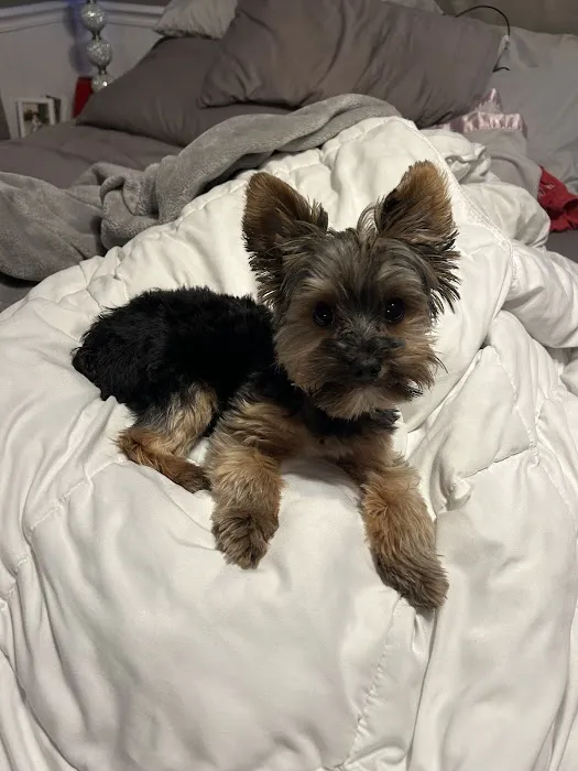 Yorkielegacy Picture 9