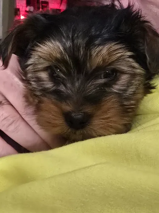 Yorkielegacy Picture 8
