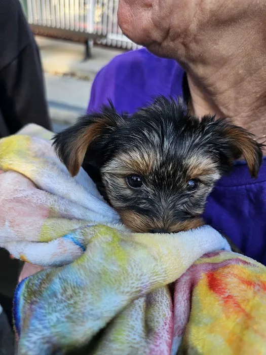 Yorkielegacy Picture 10