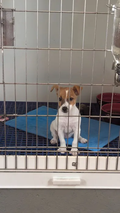 Jocelyn's Puppies & Pet Supplies Picture 2