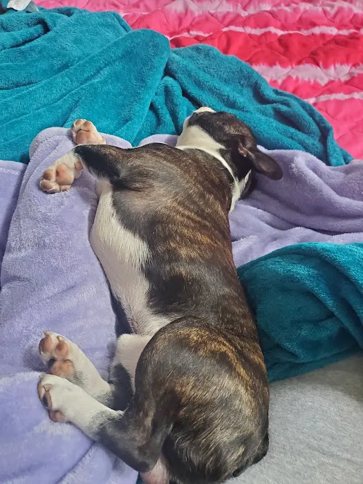 Jocelyn's Puppies & Pet Supplies Picture 4
