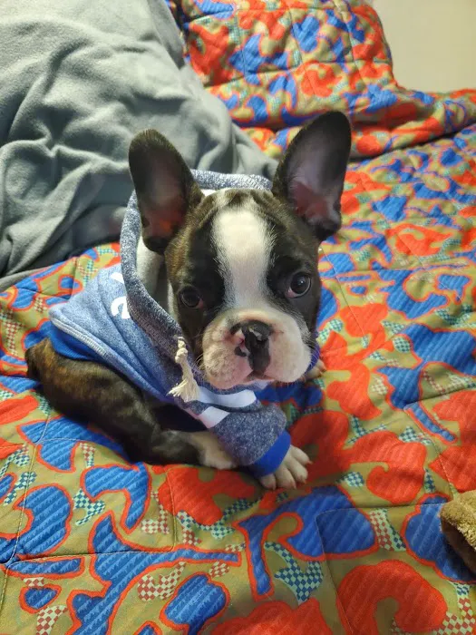 Jocelyn's Puppies & Pet Supplies Picture 7
