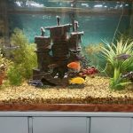 Fish & Friends