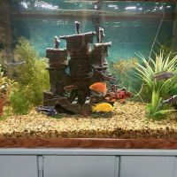 Fish & Friends ico